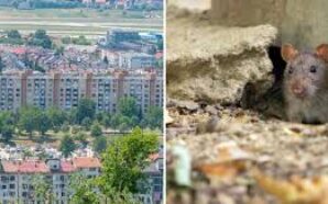BOSNA HERSEK’TE FARE KRİZİ: EPİDEMİ İLAN EDİLDİ, TEMİZLİK SEFERBERLİĞİ BAŞLADI