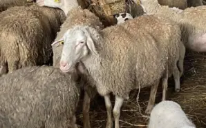 KOSOVA, KUZEY MAKEDONYA’DAN KOYUN VE KEÇİ İTHALATINI YASAKLADI