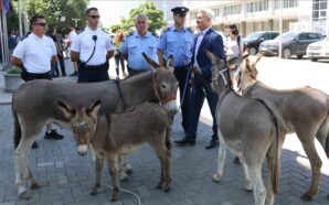 KOSOVA MECLİSİ ÖNÜNDE DÖRT EŞEKLE PROTESTO