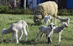 KOSOVA, KUZEY MAKEDONYA’DAN KOYUN VE KEÇİ İTHALATINI DURDURDU