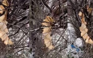 KOSOVA İSLAM BİRLİĞİ’NDEN GJAKOVA’DA KUR’AN-I KERİM’İN YAKILMASINA SERT TEPKİ