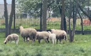 KOSOVA’DA İLK KOYUN VE KEÇİ ÇİÇEĞİ VAKASI DOĞRULANDI