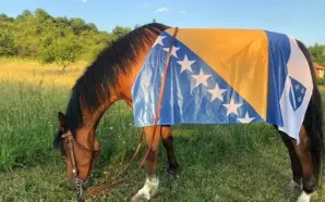 BOSNA ARAP ATI RESMEN BİR IRK OLARAK TANINDI