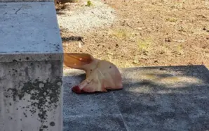 BOSNA: MOSTAR’DA PROVOKASYON, LİSKA MEZARLIĞI’NA DOMUZ BAŞI BIRAKILDI